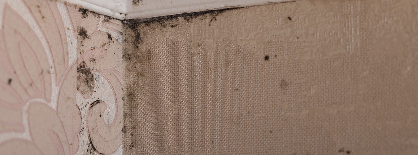 Household mold remediation by Wrangler Construction, Flathead Valley MT