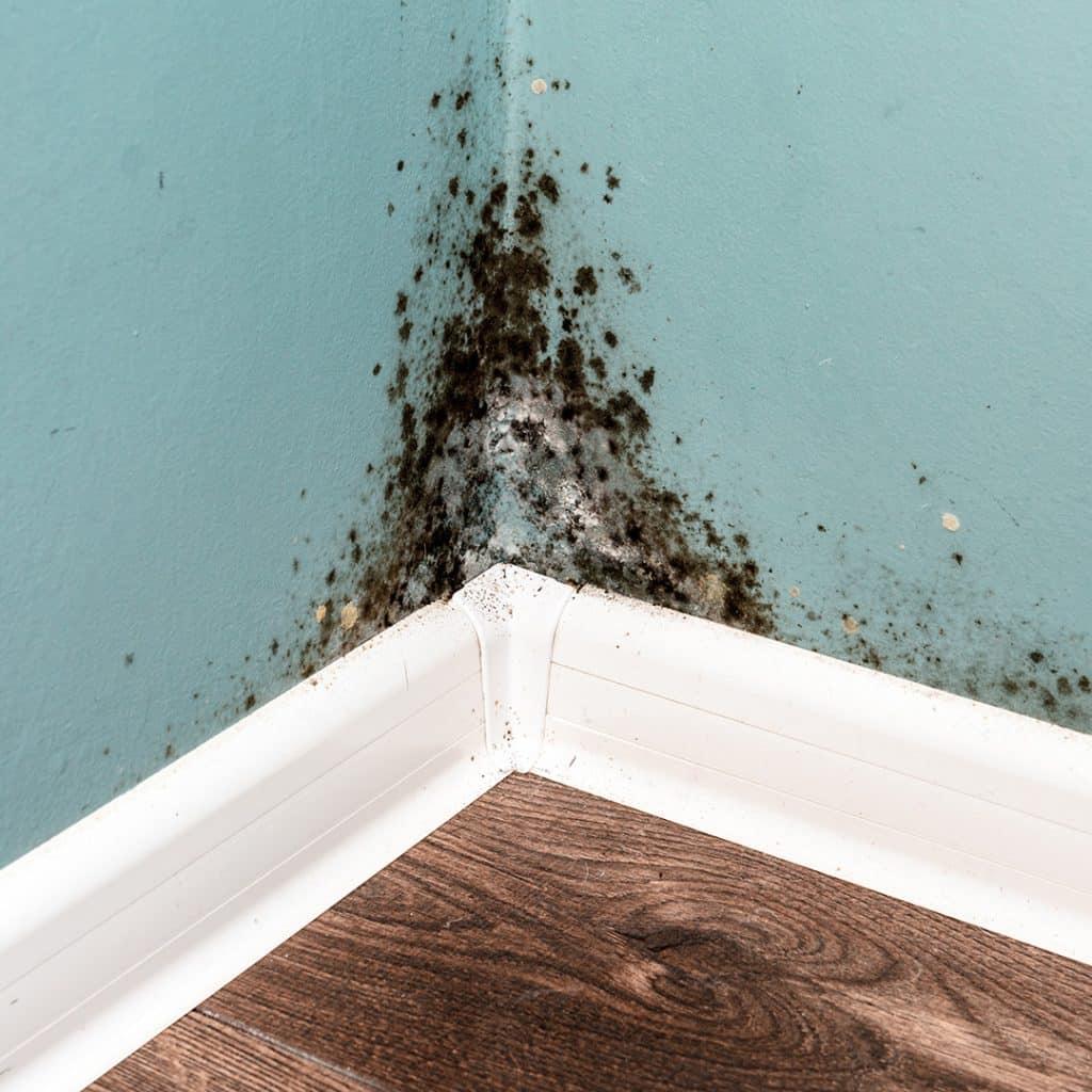 Black mold remediation project by Wrangler Construction, Flathead Valley MT